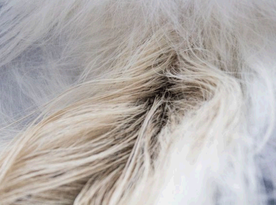 zhirnyy-hvost жирный хвост