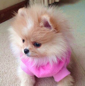 strizhka-shpicev стрижка шпицев