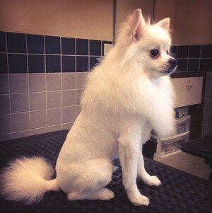 strizhka-shpica-lev стрижка шпица лев