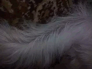 zhirnyi-hvost жирный хвост