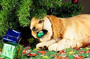 щенок ест мишуру