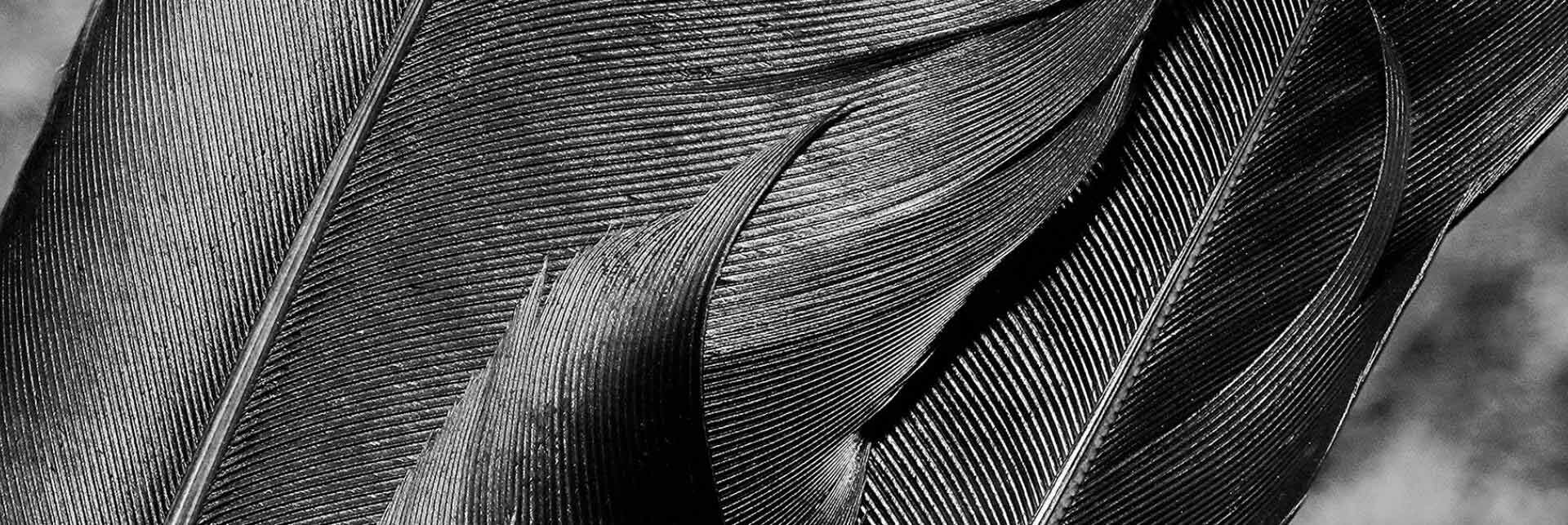 korm-iz-periev корм из перьев