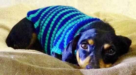taksa-v-svitere Такса в свитере