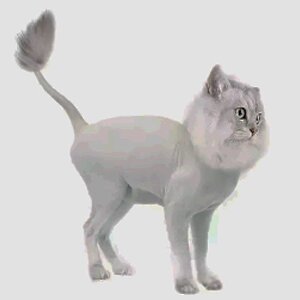 strizhka-koshek-podo-lva стрижка кошек подо льва