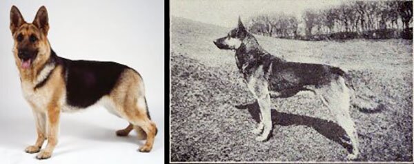 nemeckaya-ovcharka немецкая овчарка