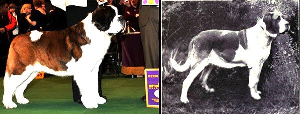 senbernar сенбернар