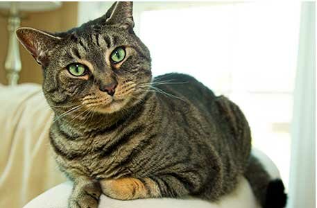 domashniy-kot домашний кот