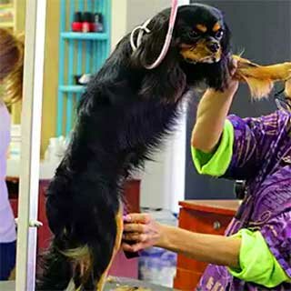 strizhka-sredney-porody стрижка средней породы