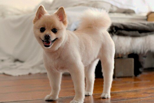 stilnyy-chuvak Стильный чувак