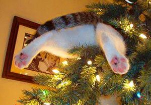 кошка на ёлке