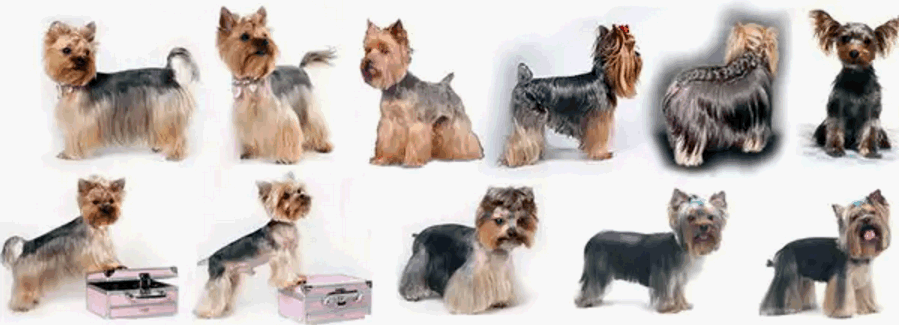 strizhka-yorka Стрижки йорков