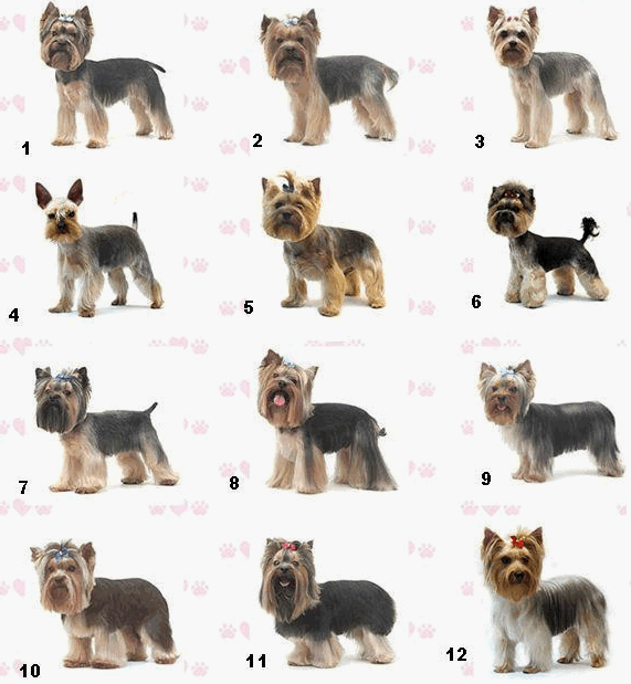 strizhka-yorkov Стрижка йорка