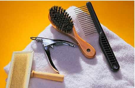 instrumenty-dlya-gruminga-koshki инструменты для груминга кошки