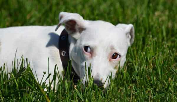 sobaka-i-trava собака и трава