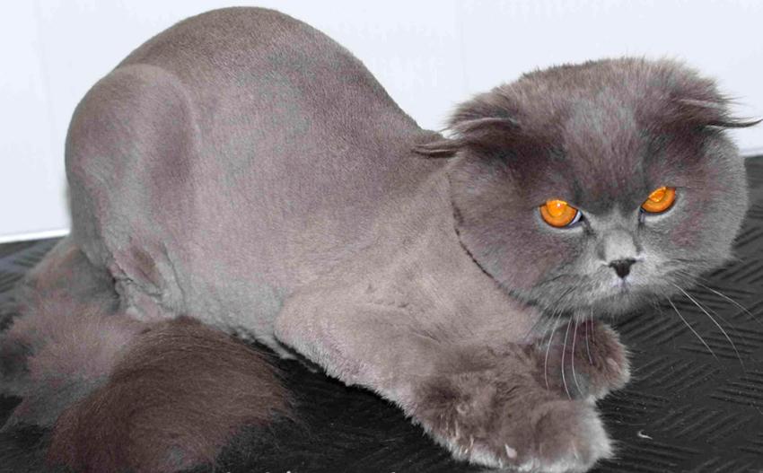 zakazat-strizhku-koshki Заказать стрижку кошки