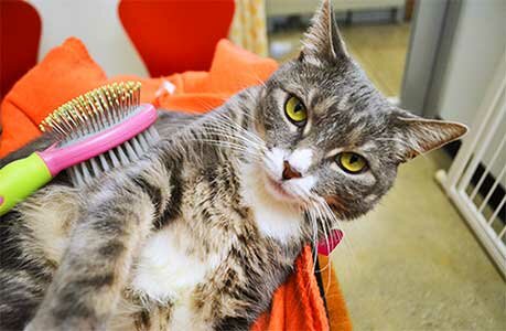 chistka-koshki чистка кошки