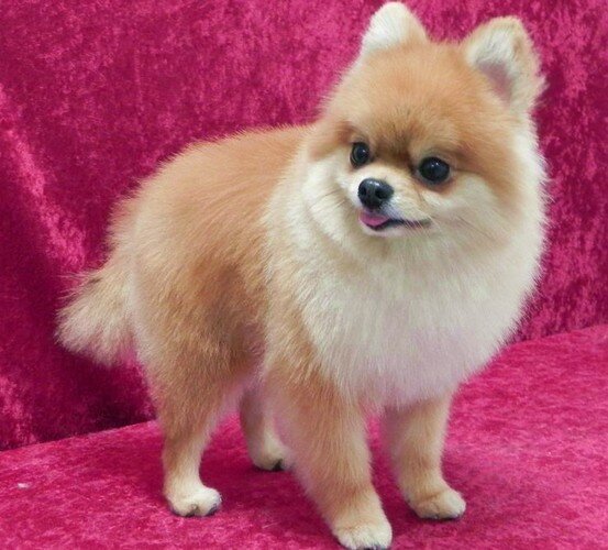 shpic-lisichka шпиц лисичка