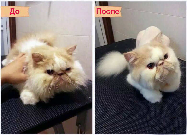 strizhka-koshek-izhevsk стрижка кошек в Ижевске