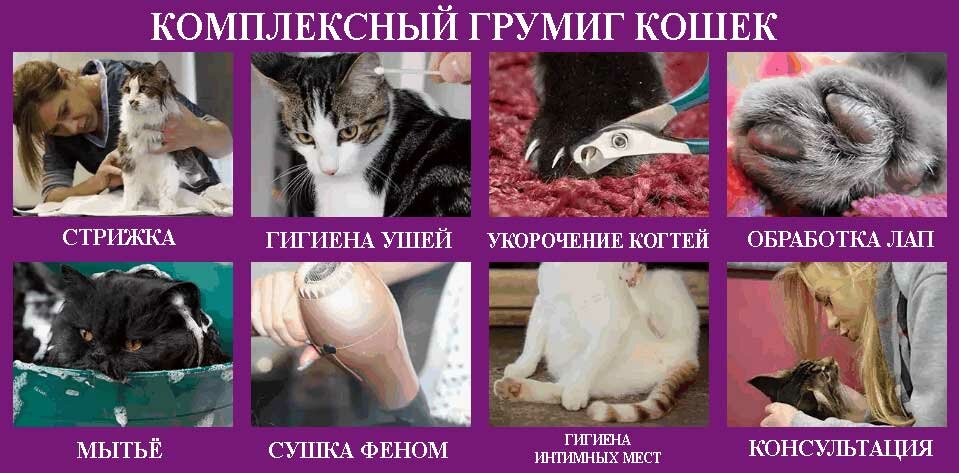 kompleksnyy-gruming-koshek Комплексный груминг кошек
