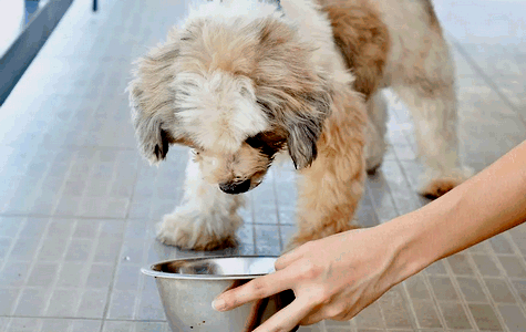 kormlenie-sobaki Кормление собаки