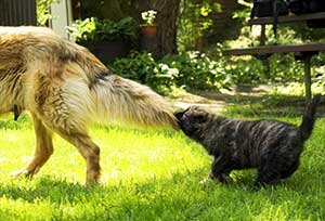 Щенок тянет за хвост