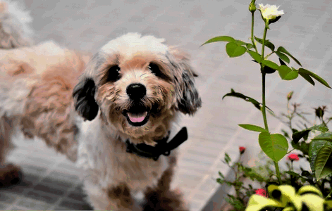 sobaka-i-roza собака и роза