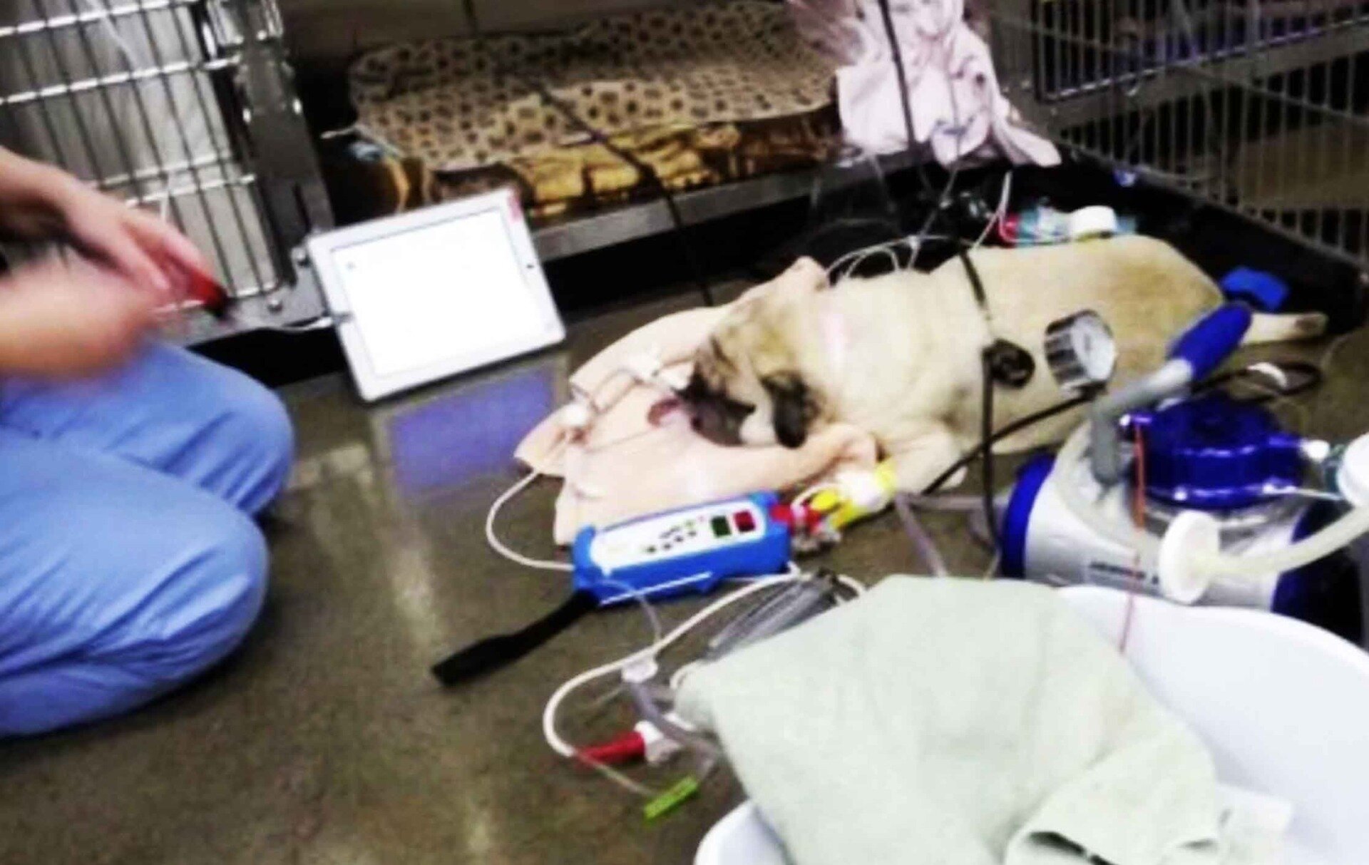 otravlenie-mopsa Отравление мопса