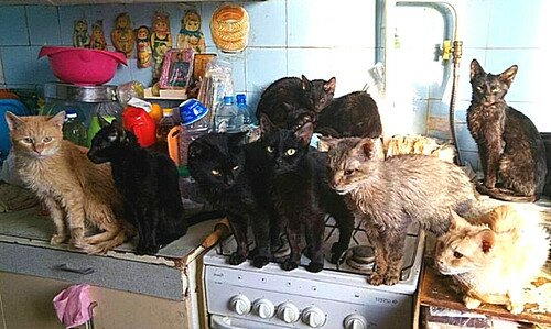 bezdomnye-koshki бездомные кошки