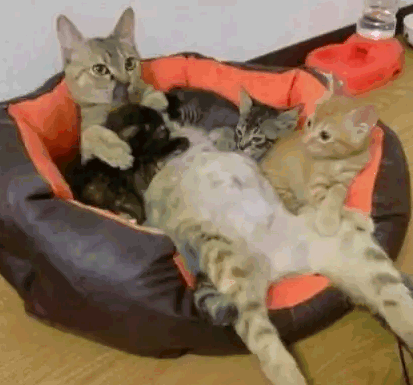 koshka-beremenna Кошка беременна