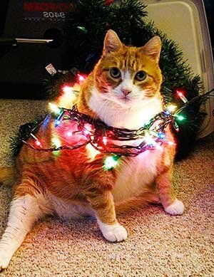 кот и герлянда