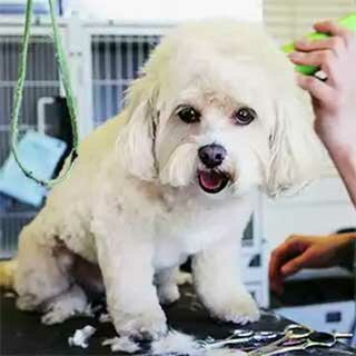 meklaya-poroda мелкая порода