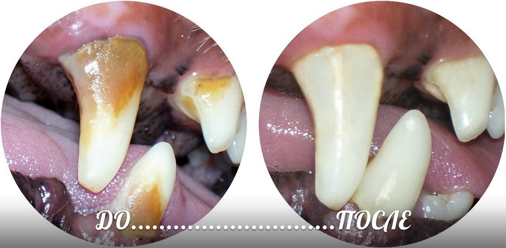 chistka-zubov-sobake-ultrazvukom Чистка зубов собаке ультразвуком