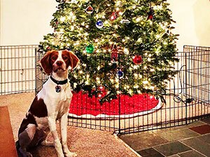 ёлка огорожена от собаки