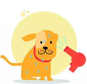 sushka-sobak-fenom Сушка собак феном