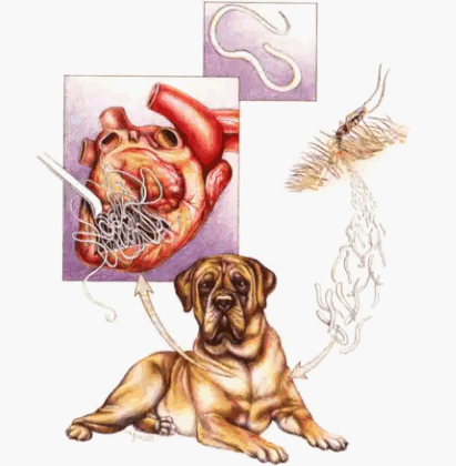 dirofilyarioz-u-sobak Дирофиляриоз у собак