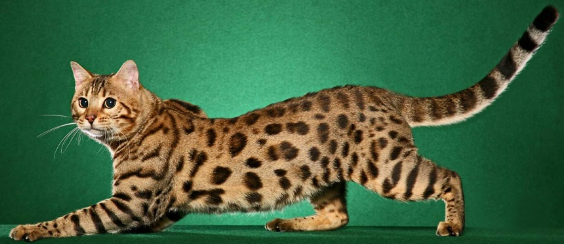 sherst-koshek Шерсть кошки