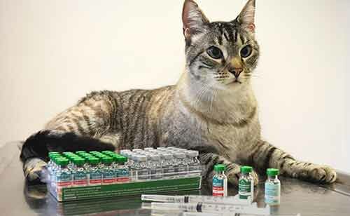 privivka-koshke прививка кошке