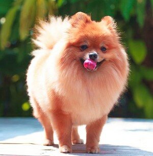 klassicheskaya-strizhka-shpica классическая стрижка шпица