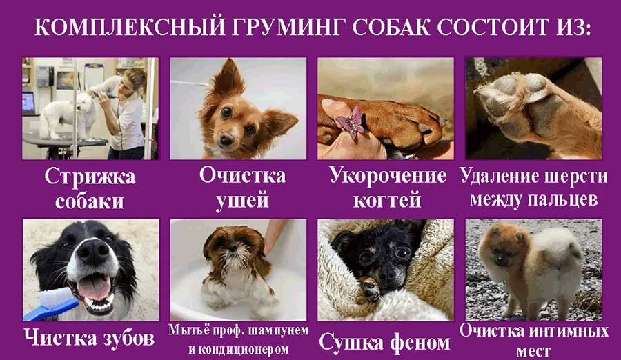 kompleksnyy-gruming-sobak Комплексный груминг собак