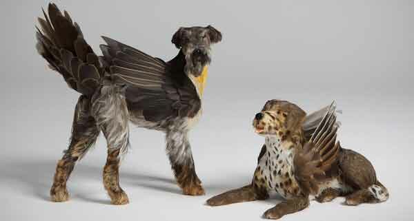 sobaka-i-perya собака в перьях