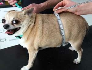 толстая собака