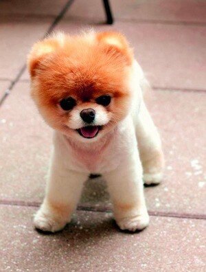 shpic-kak-lev шпиц как лев