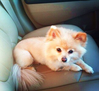 shpic-lisa Шпиц-лиса