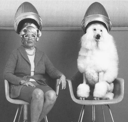 sherst-sobak Уход за шерстью