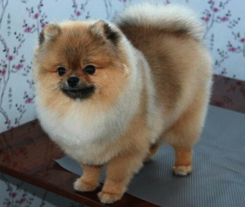 shpic-strizhennye-lapy шпиц стриженные лапы