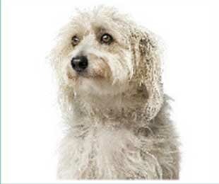 Неряшливый вид собаки