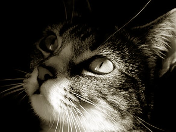 stizka-koshek-na-domu-vyzov Подстричь кошку на дому