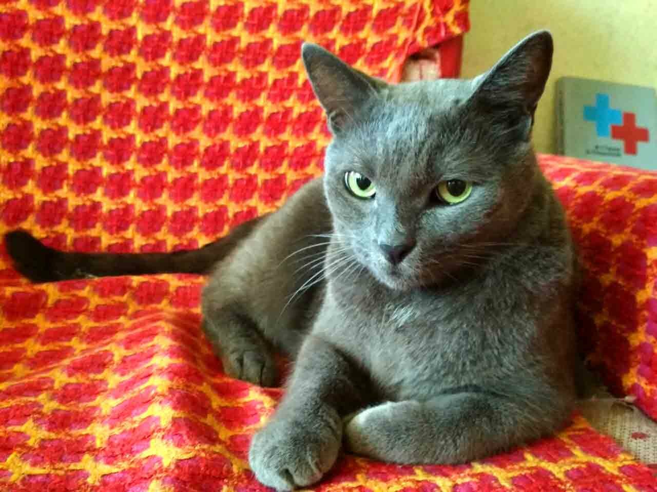 moy-kot-na-kresle Мой кот на кресле