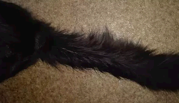 salnyi-hvost Сальный хвост кота