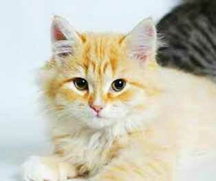 kotenok Котенок